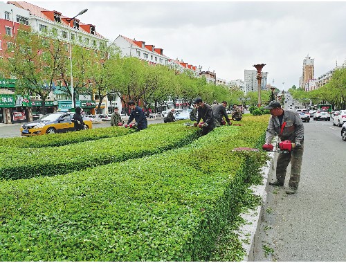 丽江绿化苗木批发市场在哪里