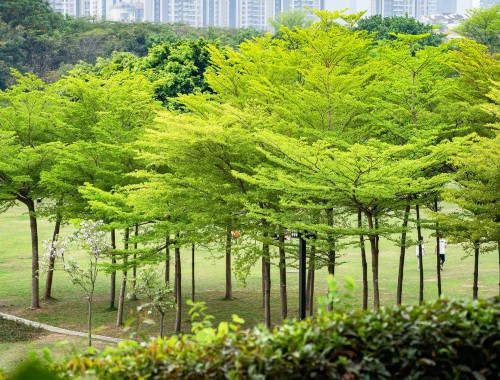 思茅城市绿化管理处