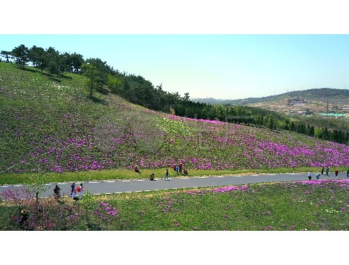 新城东街经二路绿化工程招标公告